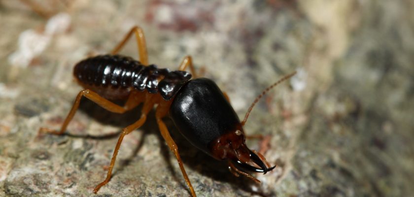 Tips To Prevent Termite Damage in a Home
